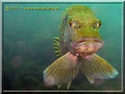 face to face withe the "Brochet" by Yannick Abel-Coindoz 